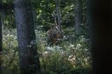 jeleń szlachetny, europejski, Cervus elaphus elaphus jeleń karpacki, rykowisko, Bieszczady, byk