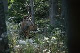 jeleń szlachetny, europejski, Cervus elaphus elaphus jeleń karpacki, rykowisko, Bieszczady, byk