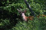 jeleń szlachetny, europejski, Cervus elaphus elaphus jeleń karpacki, bieszczadzki