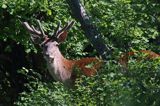 jeleń szlachetny, europejski, Cervus elaphus elaphus jeleń karpacki, bieszczadzki