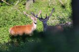 jeleń szlachetny, europejski, Cervus elaphus elaphus jeleń karpacki, bieszczadzki