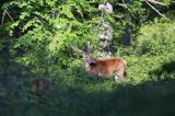 jeleń szlachetny, europejski, Cervus elaphus elaphus jeleń karpacki, bieszczadzki