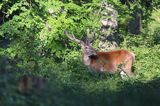 jeleń szlachetny, europejski, Cervus elaphus elaphus jeleń karpacki, bieszczadzki