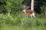 jeleń szlachetny, europejski, Cervus elaphus elaphus jeleń karpacki, bieszczadzki