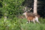 jeleń szlachetny, europejski, Cervus elaphus elaphus jeleń karpacki, bieszczadzki