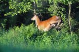 jeleń szlachetny, europejski, Cervus elaphus elaphus jeleń karpacki, bieszczadzki