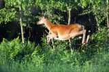 jeleń szlachetny, europejski, Cervus elaphus elaphus jeleń karpacki, bieszczadzki