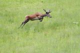 jeleń szlachetny, europejski, Cervus elaphus elaphus jeleń karpacki, bieszczadzki