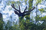 jeleń szlachetny, europejski, Cervus elaphus elaphus jeleń karpacki, bieszczadzki