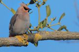 jemiołuszka przy jemiole Bombycilla garrulus