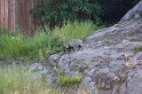 jenot, samica z młodymi, Nyctereutes procyonoides, wyspa Bjorko, szkiery Turku, Finlandia raccoon dog, Nyctereutes procyonoides, Bjorko Island, Turku Archipelago, Finland