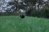 Jenot azjatycki, jenot, szop usuryjski, junat, tanuki, lis japoński, kunopies, Nyctereutes procyonoides