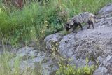 jenot, samica z młodymi, Nyctereutes procyonoides, wyspa Bjorko, szkiery Turku, Finlandia raccoon dog, Nyctereutes procyonoides, Bjorko Island, Turku Archipelago, Finland