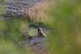 jenot, samica z młodymi, Nyctereutes procyonoides, wyspa Bjorko, szkiery Turku, Finlandia raccoon dog, Nyctereutes procyonoides, Bjorko Island, Turku Archipelago, Finland