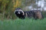 Jenot azjatycki, jenot, szop usuryjski, junat, tanuki, lis japoński, kunopies, Nyctereutes procyonoides