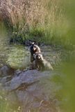 jenot, samica z młodymi, Nyctereutes procyonoides, wyspa Bjorko, szkiery Turku, Finlandia raccoon dog, Nyctereutes procyonoides, Bjorko Island, Turku Archipelago, Finland