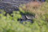 jenot, samica z młodymi, Nyctereutes procyonoides, wyspa Bjorko, szkiery Turku, Finlandia raccoon dog, Nyctereutes procyonoides, Bjorko Island, Turku Archipelago, Finland