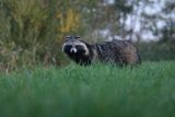Jenot azjatycki, jenot, szop usuryjski, junat, tanuki, lis japoński, kunopies, Nyctereutes procyonoides