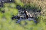 jenot, samica z młodymi, Nyctereutes procyonoides, wyspa Bjorko, szkiery Turku, Finlandia raccoon dog, Nyctereutes procyonoides, Bjorko Island, Turku Archipelago, Finland