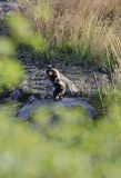 jenot, samica z młodymi, Nyctereutes procyonoides, wyspa Bjorko, szkiery Turku, Finlandia raccoon dog, Nyctereutes procyonoides, Bjorko Island, Turku Archipelago, Finland