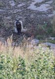 jenot, samica z młodymi, Nyctereutes procyonoides, wyspa Bjorko, szkiery Turku, Finlandia raccoon dog, Nyctereutes procyonoides, Bjorko Island, Turku Archipelago, Finland