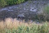 jenot, samica z młodymi, Nyctereutes procyonoides, wyspa Bjorko, szkiery Turku, Finlandia raccoon dog, Nyctereutes procyonoides, Bjorko Island, Turku Archipelago, Finland