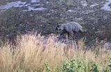 jenot, samica z młodymi, Nyctereutes procyonoides, wyspa Bjorko, szkiery Turku, Finlandia raccoon dog, Nyctereutes procyonoides, Bjorko Island, Turku Archipelago, Finland