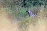 jenot, samica z młodymi, Nyctereutes procyonoides, wyspa Bjorko, szkiery Turku, Finlandia raccoon dog, Nyctereutes procyonoides, Bjorko Island, Turku Archipelago, Finland