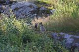 jenot, samica z młodymi, Nyctereutes procyonoides, wyspa Bjorko, szkiery Turku, Finlandia raccoon dog, Nyctereutes procyonoides, Bjorko Island, Turku Archipelago, Finland