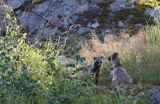 jenot, samica z młodymi, Nyctereutes procyonoides, wyspa Bjorko, szkiery Turku, Finlandia raccoon dog, Nyctereutes procyonoides, Bjorko Island, Turku Archipelago, Finland