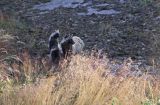 jenot, samica z młodymi, Nyctereutes procyonoides, wyspa Bjorko, szkiery Turku, Finlandia raccoon dog, Nyctereutes procyonoides, Bjorko Island, Turku Archipelago, Finland