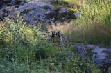 jenot, samica z młodymi, Nyctereutes procyonoides, wyspa Bjorko, szkiery Turku, Finlandia raccoon dog, Nyctereutes procyonoides, Bjorko Island, Turku Archipelago, Finland