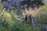 jenot, samica z młodymi, Nyctereutes procyonoides, wyspa Bjorko, szkiery Turku, Finlandia raccoon dog, Nyctereutes procyonoides, Bjorko Island, Turku Archipelago, Finland