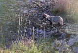 jenot, samica z młodymi, Nyctereutes procyonoides, wyspa Bjorko, szkiery Turku, Finlandia raccoon dog, Nyctereutes procyonoides, Bjorko Island, Turku Archipelago, Finland