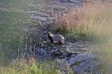 jenot, samica z młodymi, Nyctereutes procyonoides, wyspa Bjorko, szkiery Turku, Finlandia raccoon dog, Nyctereutes procyonoides, Bjorko Island, Turku Archipelago, Finland