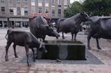 rzeźba - Jersey Cattle - krowy z Jersey w St. Helier, wyspa Jersey, Channel Islands, Wyspy Normandzkie