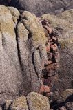 skały w La Corbiere Point, wyspa Jersey, Channel Islands, Anglia, Wyspy Normandzkie, Kanał La Manche