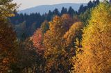 Jesień w dolinie żłobka, Góry Sanocko Turczańskie, Bieszczady