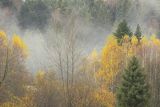 Mgły nad jesiennym lasem, Bieszczady