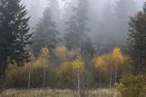 Mgły nad jesiennym lasem, Bieszczady