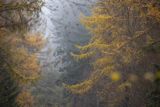Złote modrzewie, jesienny las