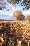 jesień lecące liście spadające z drzew Park Krajobrazowy Puszczy Knyszyńskiej