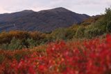 Połonina Wetlińska, Bieszczady