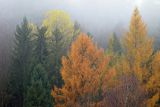 Listopadowo, modrzewie jesienne, Bieszczady