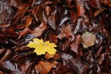Jesienny liść klonu i liście bukowe w tle
