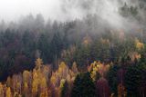 Listopadowo, modrzewie jesienne, Bieszczady