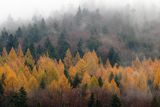 Listopadowo, modrzewie jesienne, Bieszczady