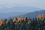 Jesienne modrzewie, Bieszczady