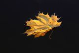 Jesienny liść klonu na wodzie