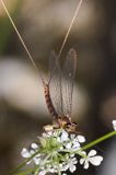 Jętka, Szczątkówka przybrzeżna, Siphlonurus lacustris